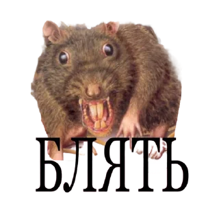 Sticker RISOVASHI - 3