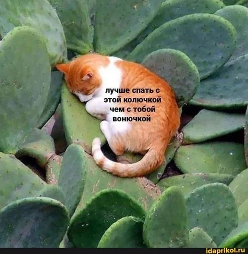 кошка апельсин зеленый