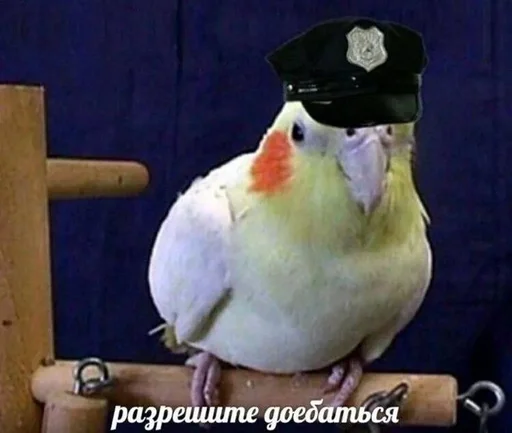 Raytmancat :: @fStikBot - животное