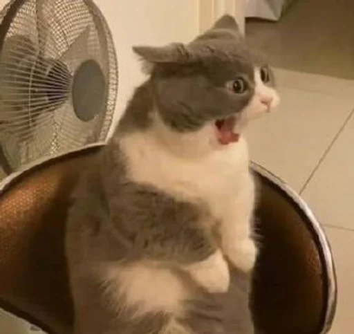 животное кошки малого и среднего размера комнатный