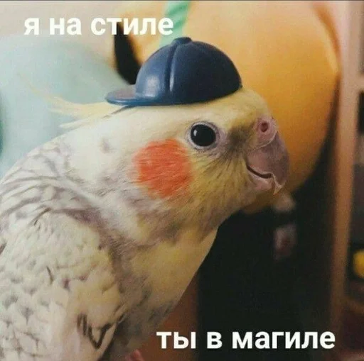 животное птица попугай