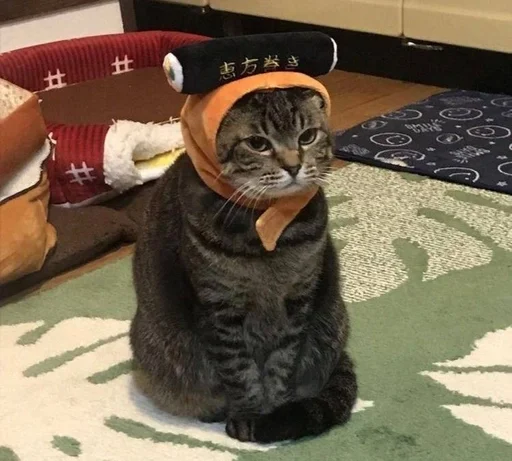 комнатный кошки малого и среднего размера кошачьи