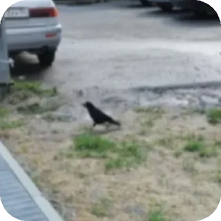 на открытом воздухе животное птица