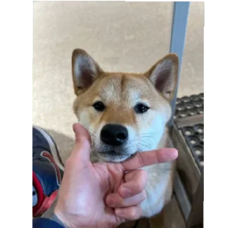 Sticker Разное и прикольное - 1