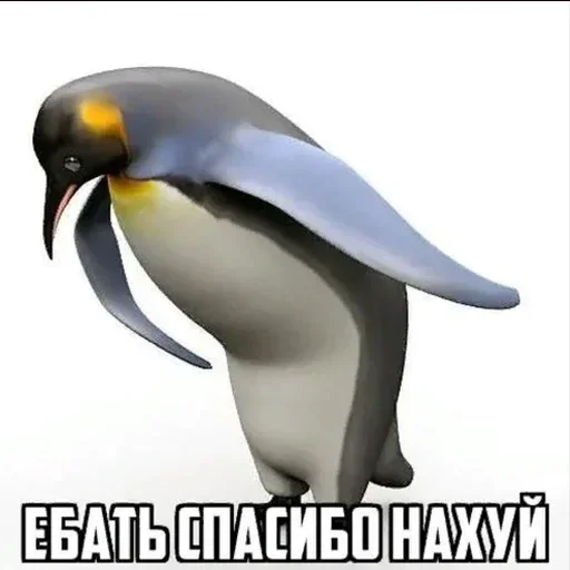 пингвин животное водная птица