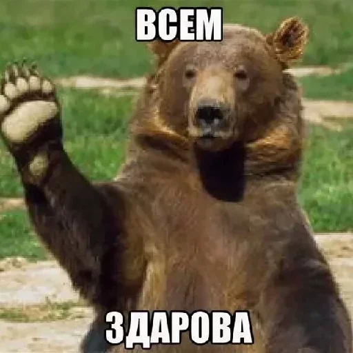 млекопитающее животное медведь