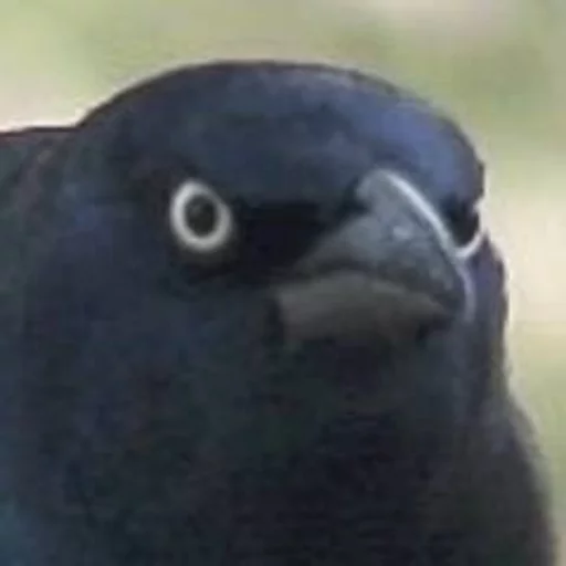 животное птица на открытом воздухе