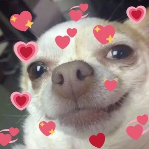 домашнее животное чихуахуа животное