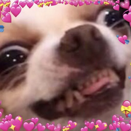 млекопитающее животное домашнее животное