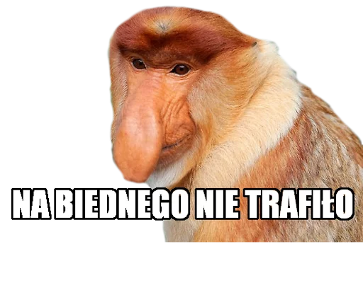 животное млекопитающее СМС