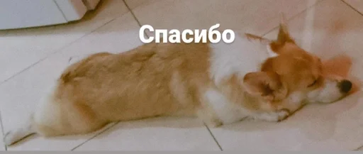 животное млекопитающее домашнее животное