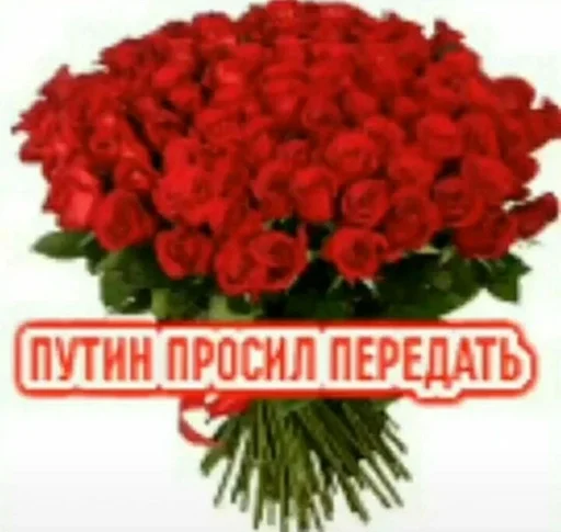 растение цветок лепесток