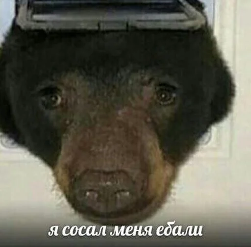 Sticker RedBull-Team Stickers Pack - 3