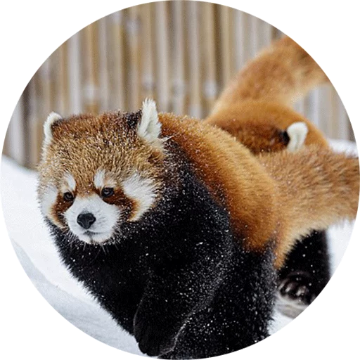 Red Panda Pack - 