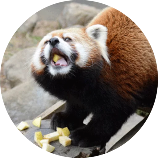 Sticker RedPandapack - 1