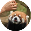 Sticker Red Panda Pack - 7