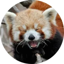 Sticker Red Panda Pack - 11