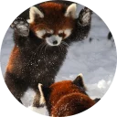 Sticker Red Panda Pack - 4