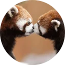 Sticker Red Panda Pack - 8
