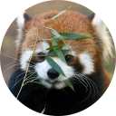 Sticker Red Panda Pack - 1