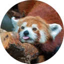 Sticker Red Panda Pack - 10