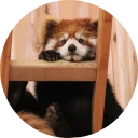 Sticker Red Panda Pack - 3