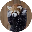 Sticker Red Panda Pack - 5