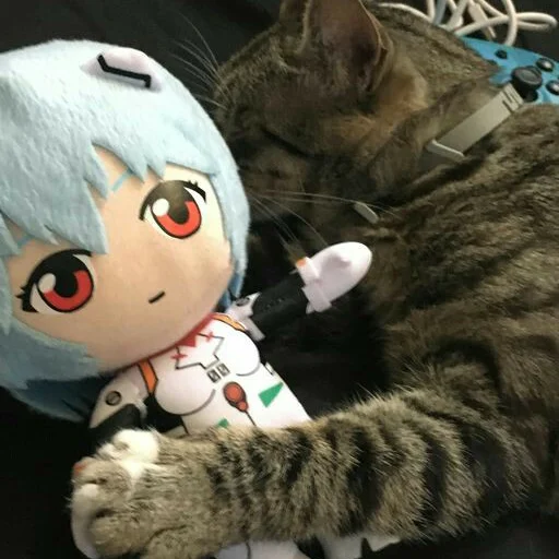 кошки малого и среднего размера кошачьи кошка