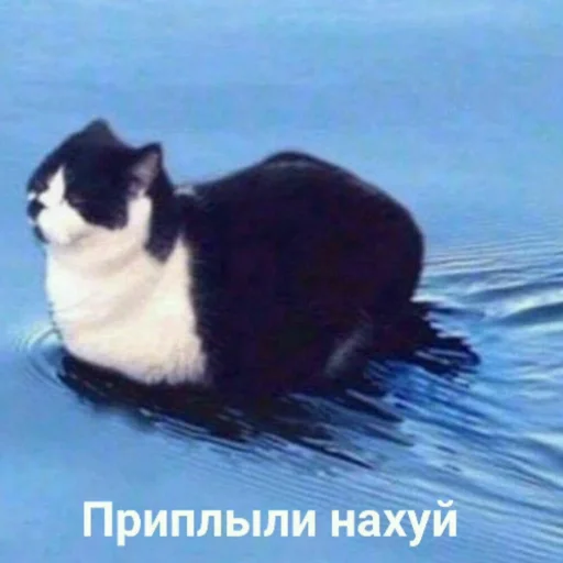 mammal animal small to medium-sized cats