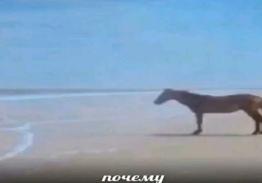 horse animal mammal