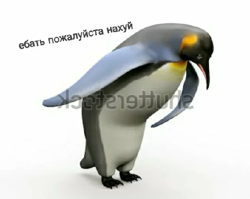 animal aquatic bird bird