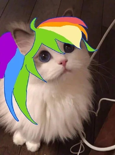 small to medium-sized cats animal mammal