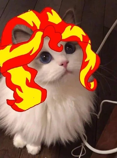 small to medium-sized cats felidae cat