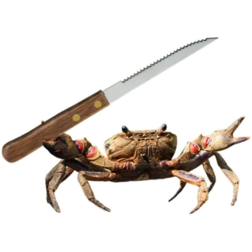 invertebrate animal crustacean