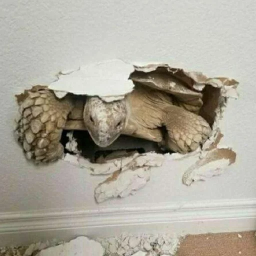 стена комнатный статуя