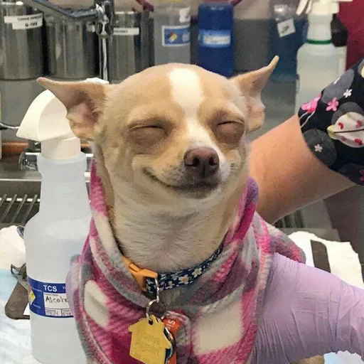 домашнее животное Человек порода собак