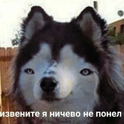 животное млекопитающее СМС