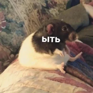 Sticker Ri_pac1 - 10