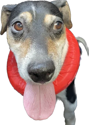 Стикер Rich_chilchirochik - 1