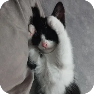 Стикер Риччи - 8