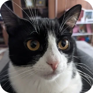 Стикер Риччи - 6