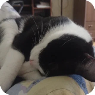 Стикер Риччи - 5