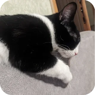 Стикер Риччи - 1