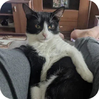 Стикер Риччи - 4