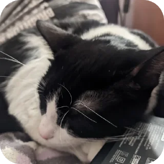 Стикер Риччи - 10