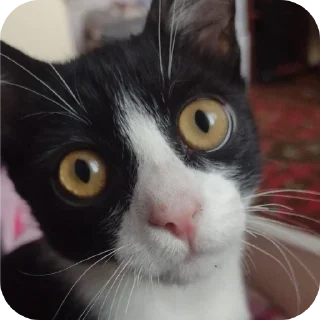 Стикер Риччи - 9