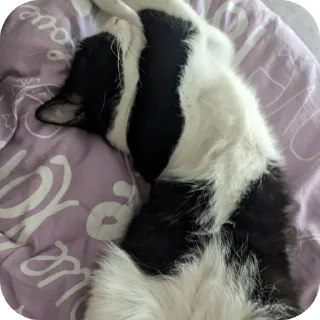 Стикер Риччи - 7