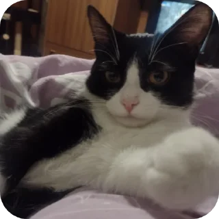 Стикер Риччи - 3