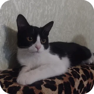 Стикер Риччи - 2