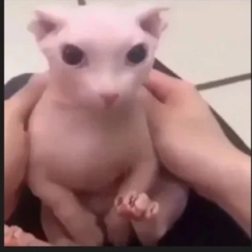 domestic cat cat small to medium-sized cats